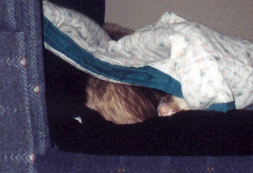 Bandit sleeping with his favorite blanket